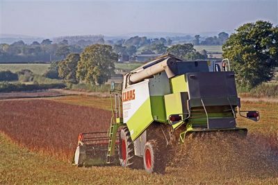 harvesting buckwheat