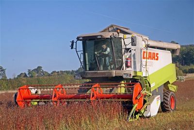 harvesting buckwheat 2