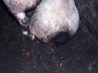 Severely tail bitten pig requiring euthanasia