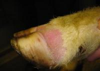 Fig 3: Typical foot lesion found in BTV infected s
