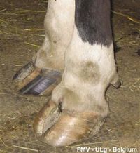 Fig 4: Affected cattle are febrile (up to 40.0C) 