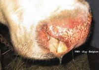 Fig 5: There is a serous to mucopurulent nasal dis