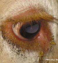 Fig 6: There is lacrimation but no obvious eye les