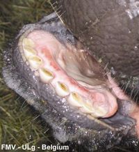Fig 7: Oral erosions are present in some cattle