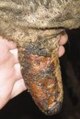 Fig 9: Extensive teat erosions may develop in some