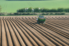 Potato-planting