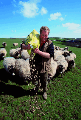 Ewe feeding