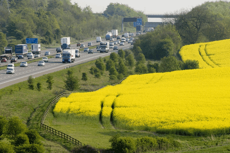 Oilseed rape field