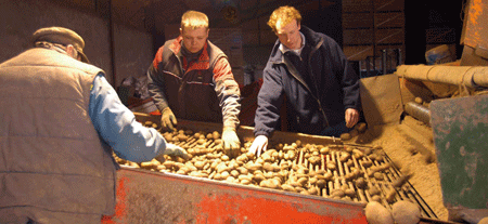 Potato-grading