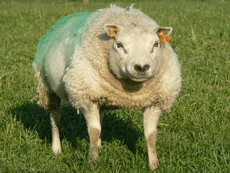 Bluetongue blue tongue sheep