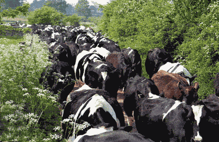 Dairy cows in summer