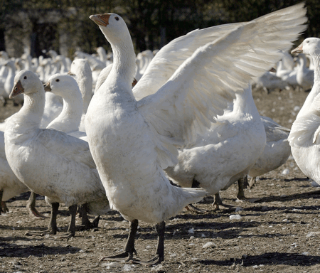 goose