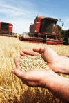 barley in hands