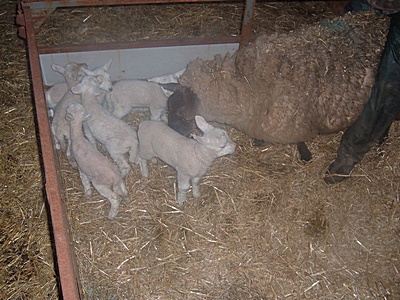 sextuplet lambs UGC