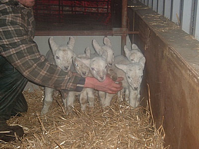 sextuplet lambs 2