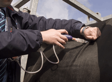 bluetongue blue tongue cow neck vaccination