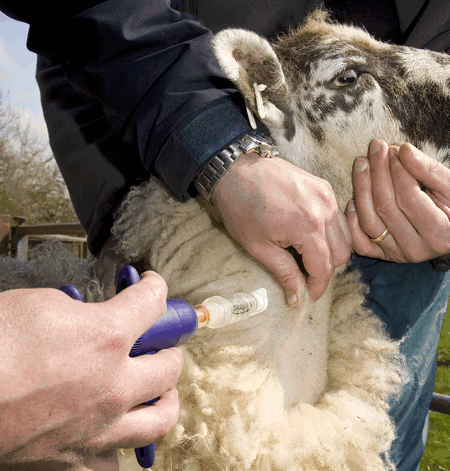 bluetongue blue tongue sheep neck vaccination