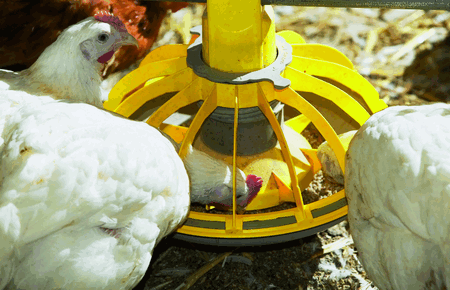 Residue chickens large