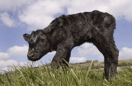 IBR calf