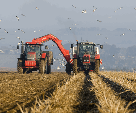 Potato farming crops