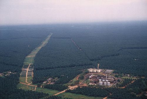 palm oil plantation