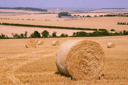 Harvest bales