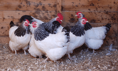 Light Sussex chickens