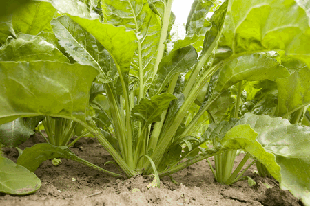 beet