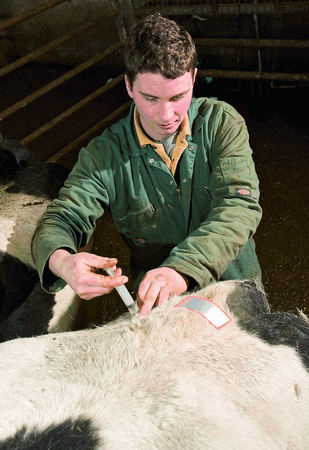bovine TB vaccine vaccination badger