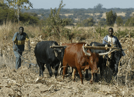 zimbabwean farming
