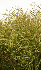 Komando pods