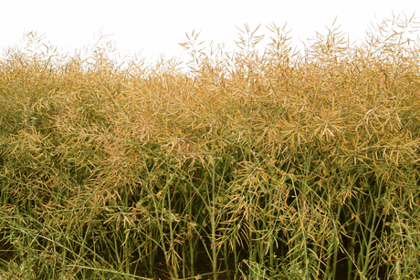 Komando crop harvest