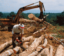 deforestation