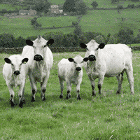 british white cows+calves