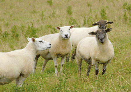 Sheep-large.gif