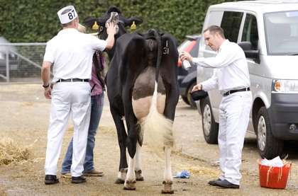 2008 dairy event and livestock show