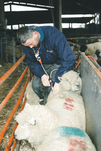vaccine vaccination bluetongue sheep