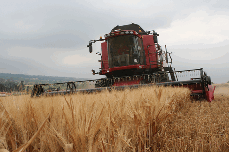 Case IH AF combines