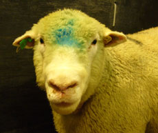 Bluetongue