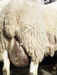 ewe with chronic mastitis