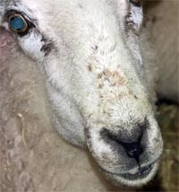 ewe pouching feed