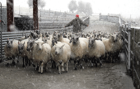 aled jones and ewes in snow