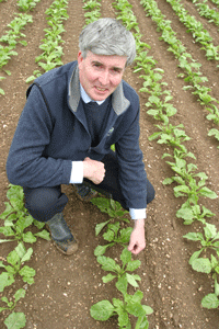 Sugar beet bolting – lessons learned from 2008 - Farmers Weekly