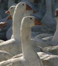 geese