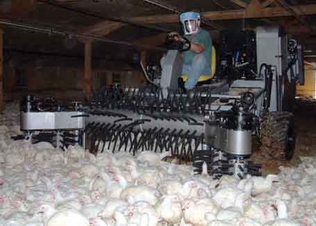Chicken harvester cuts bird stress in slaughter process - Farmers