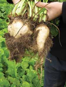 Beet-rhizo-2.jpg