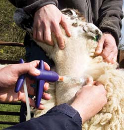 bluetongue vaccine