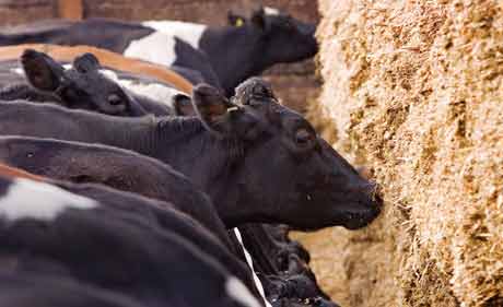 cows-and-silage