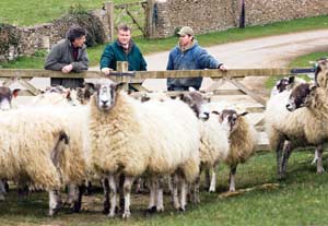 Profitable Lowland sheep enterprise - Farmers Weekly