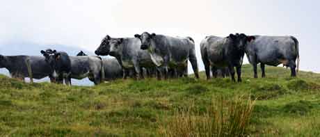 Blue-grey-cattle-on-hill